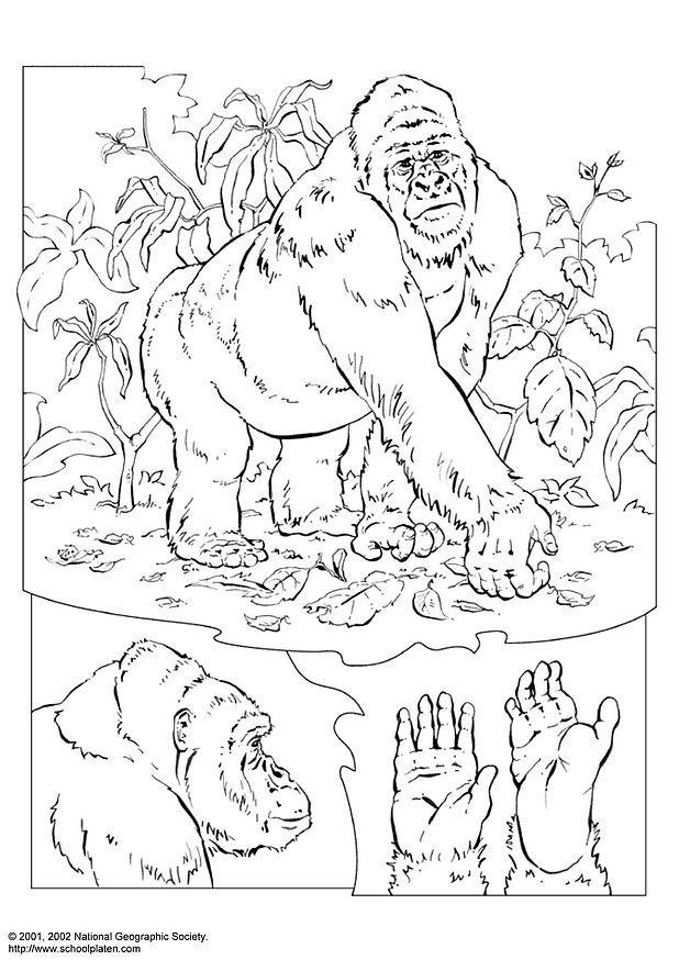 gorilla Kleurplaat gorilla