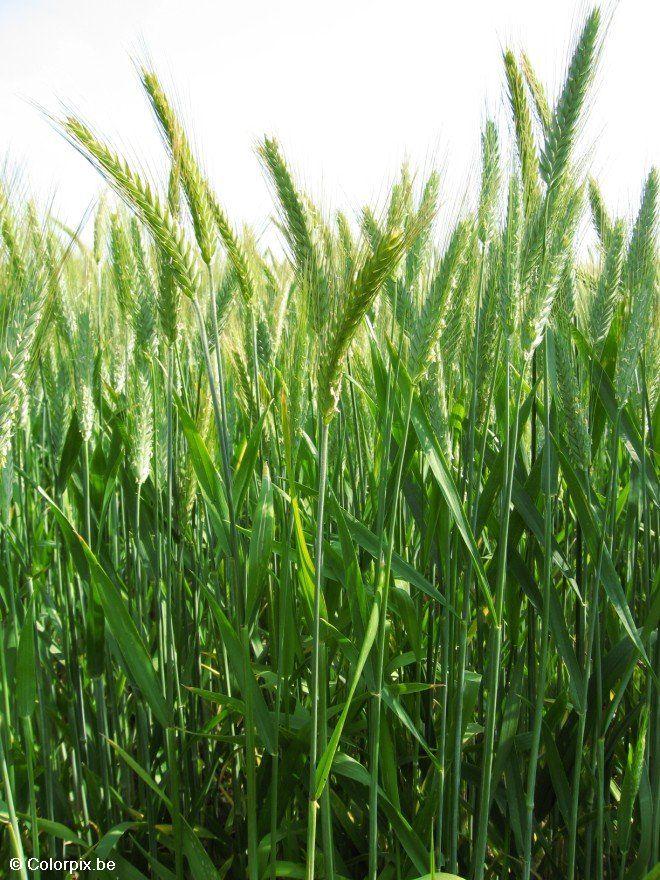 graan 4 Foto graan 4