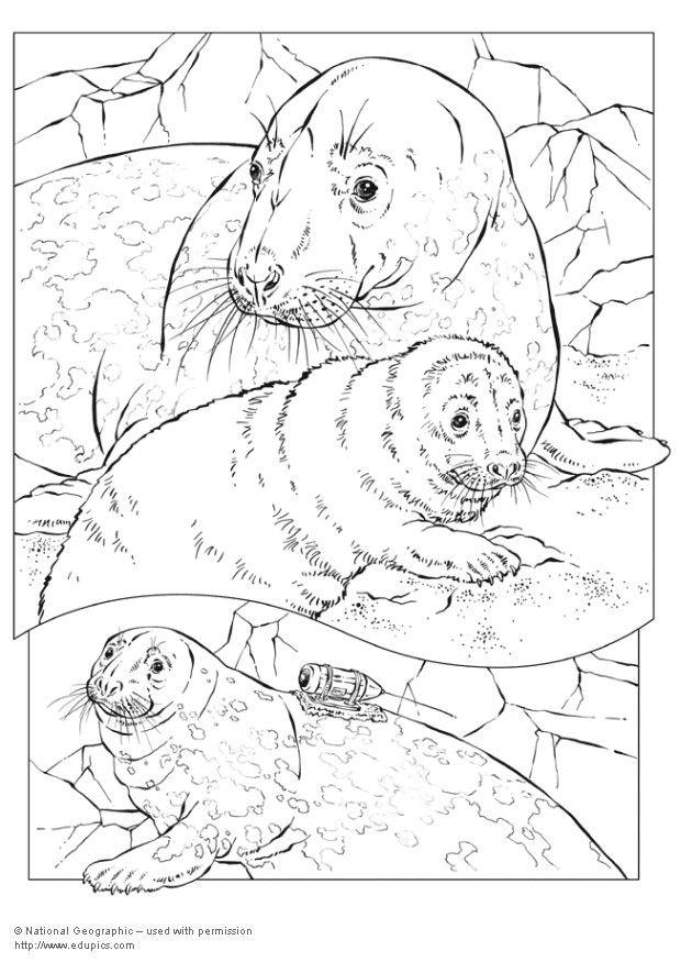 grijze zeehond Kleurplaat grijze zeehond