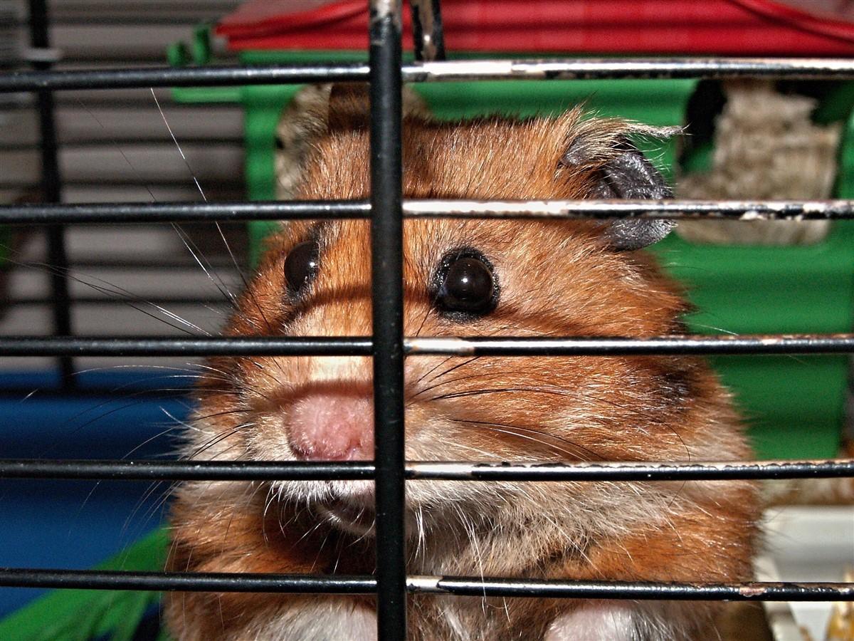 hamster in kooi Foto hamster in kooi