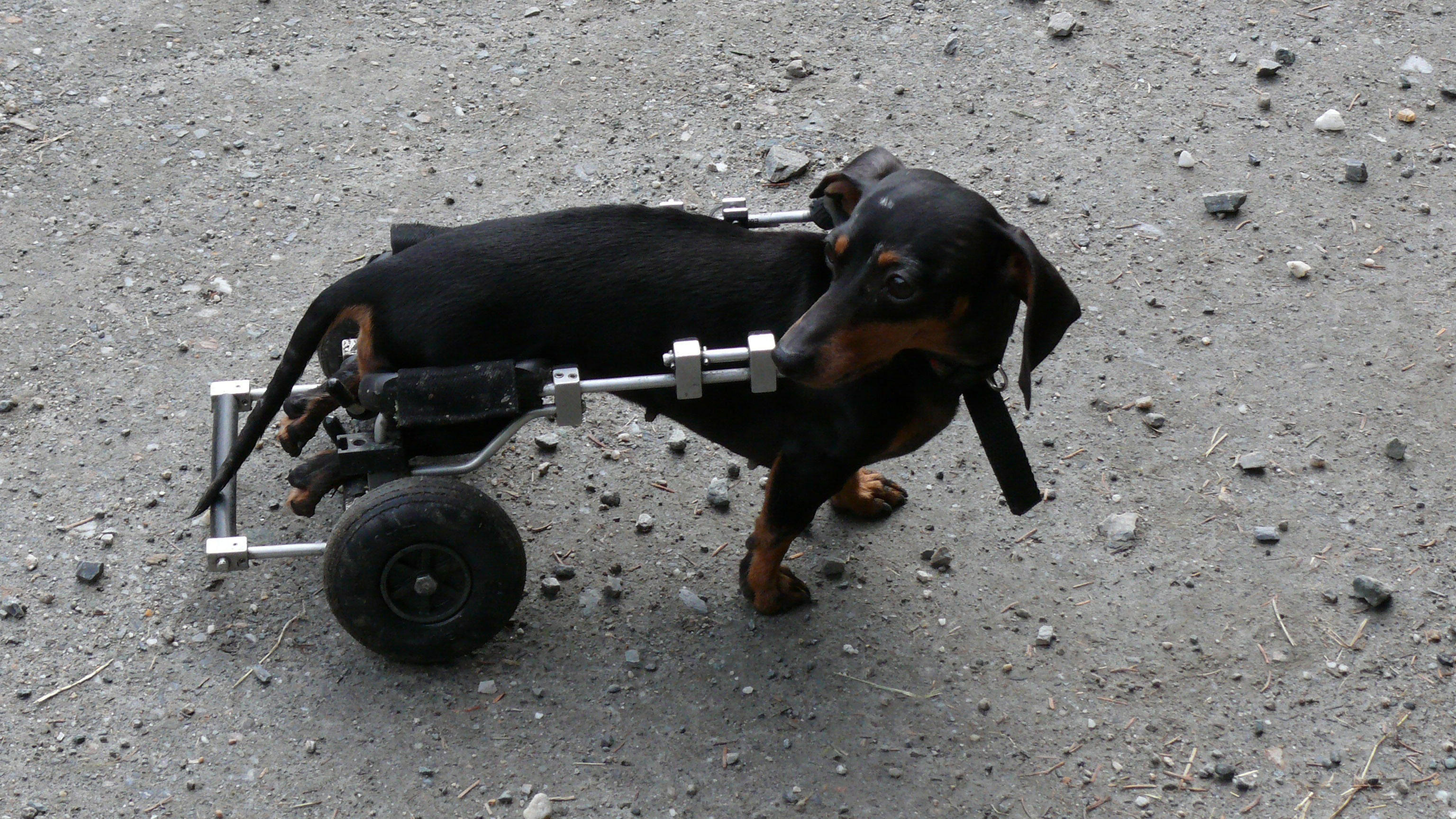 handicap Foto handicap