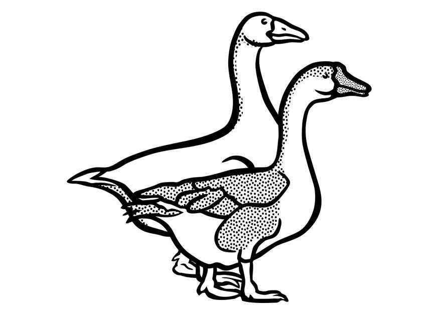 hanzen Kleurplaat hanzen