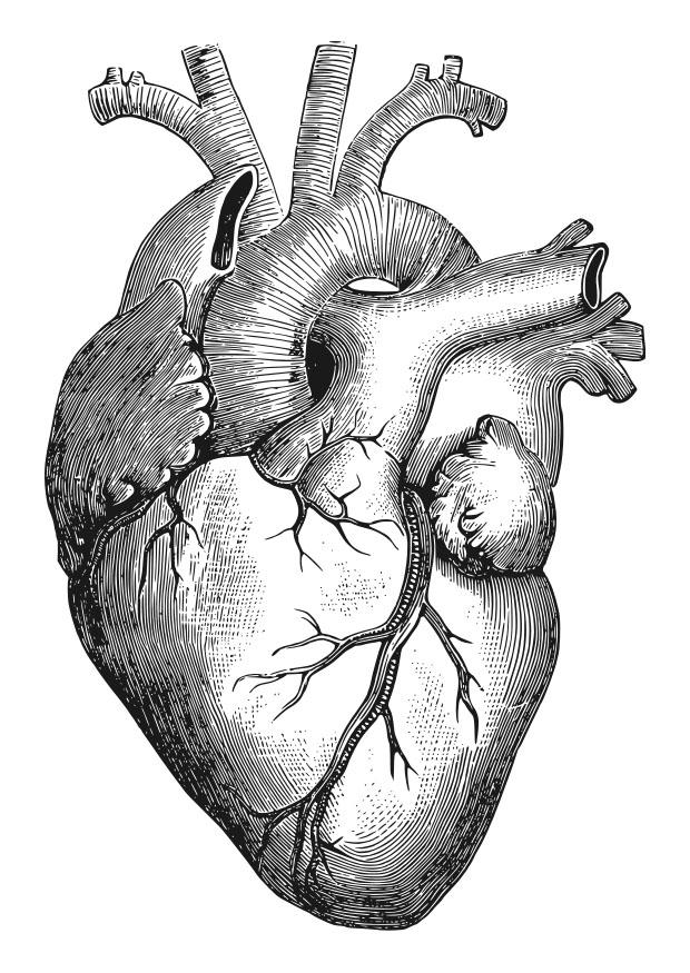 hart Kleurplaat hart