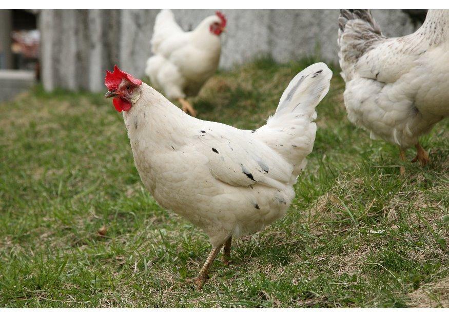 kip - hen Foto kip - hen