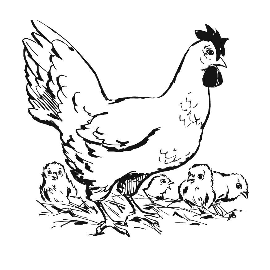 hen met kuikens Kleurplaat hen met kuikens