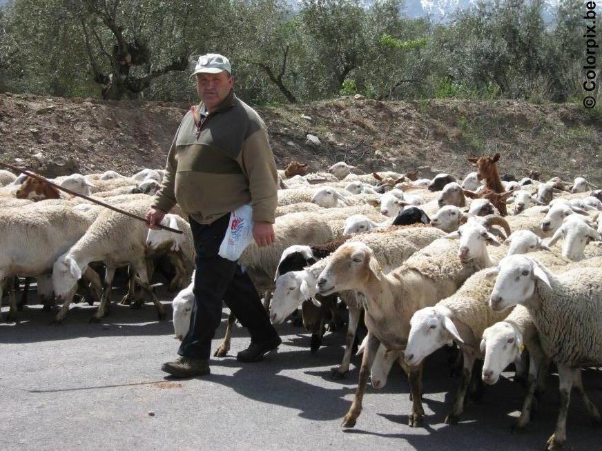 herder Foto herder
