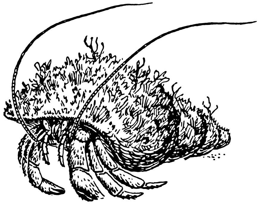 heremietkreeft Kleurplaat heremietkreeft