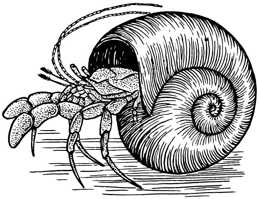 heremietkreeft - heremietkrab Kleurplaat heremietkreeft - heremietkrab