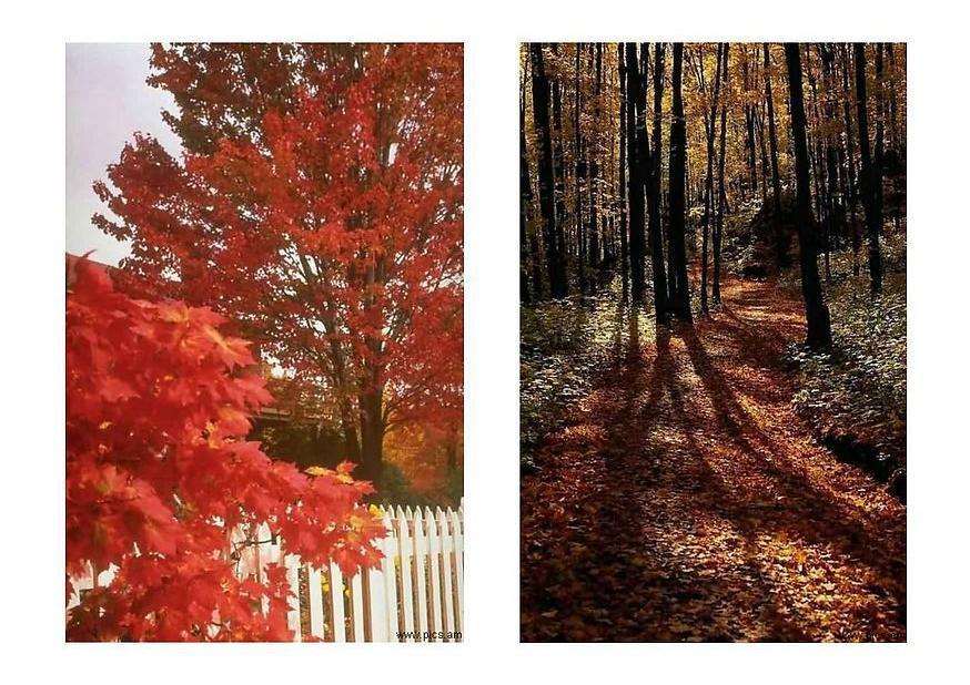 herfst 1 Foto herfst 1