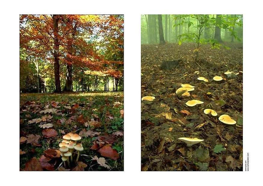 herfst 2 Foto herfst 2