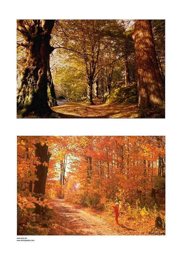 herfst 3 Foto herfst 3