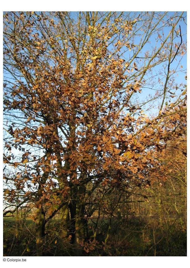 herfst Foto herfst