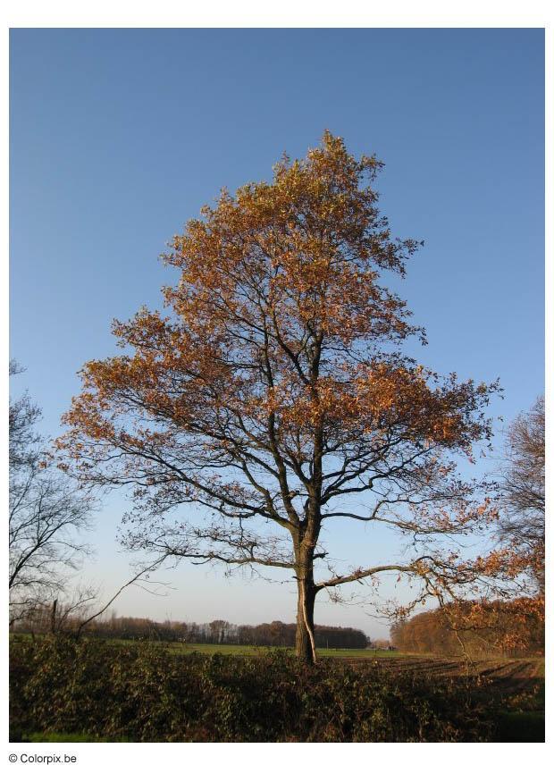 herfst - bomen Foto herfst - bomen