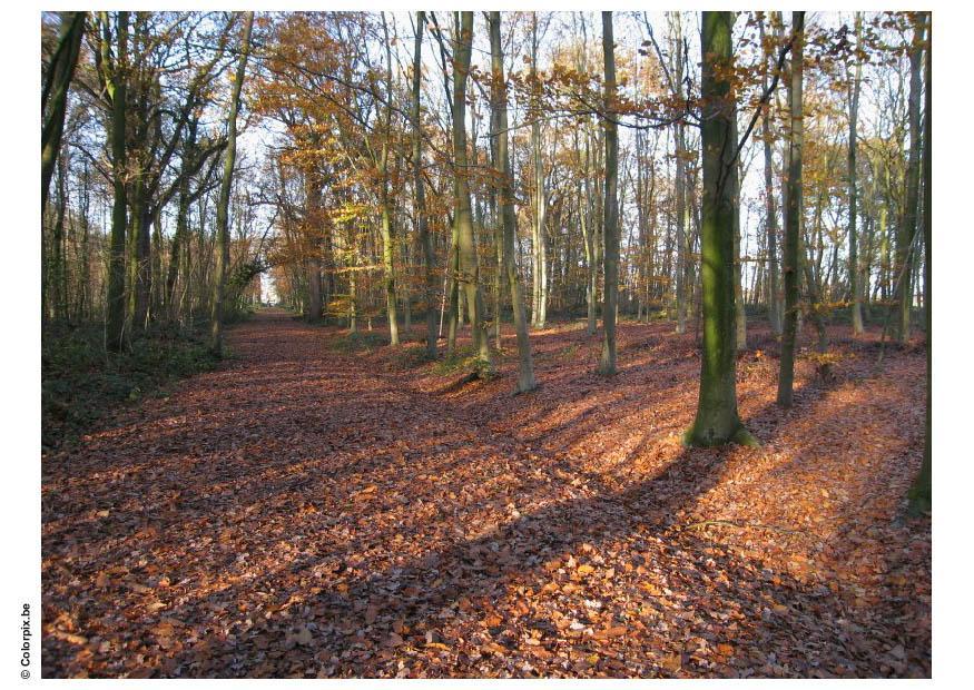 herfst in het bos Foto herfst in het bos
