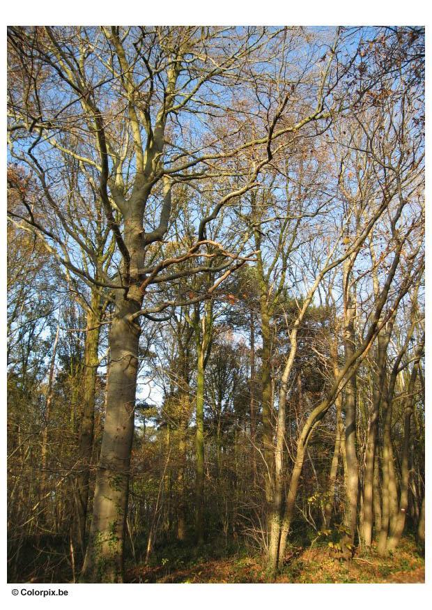 herfst in het bos Foto herfst in het bos