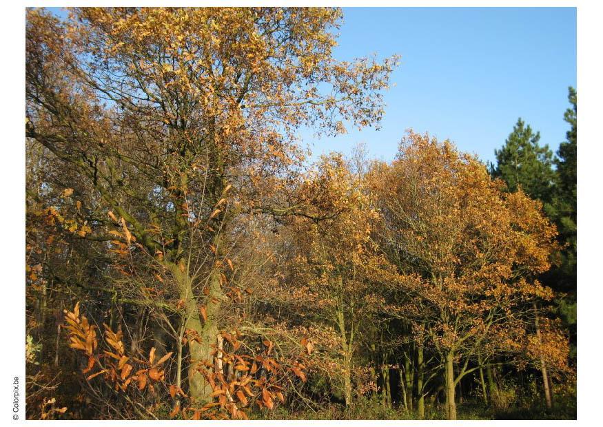 herfst in het bos Foto herfst in het bos