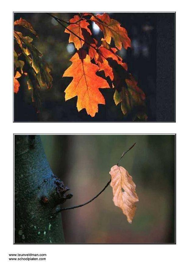 herfstblaadjes Foto herfstblaadjes