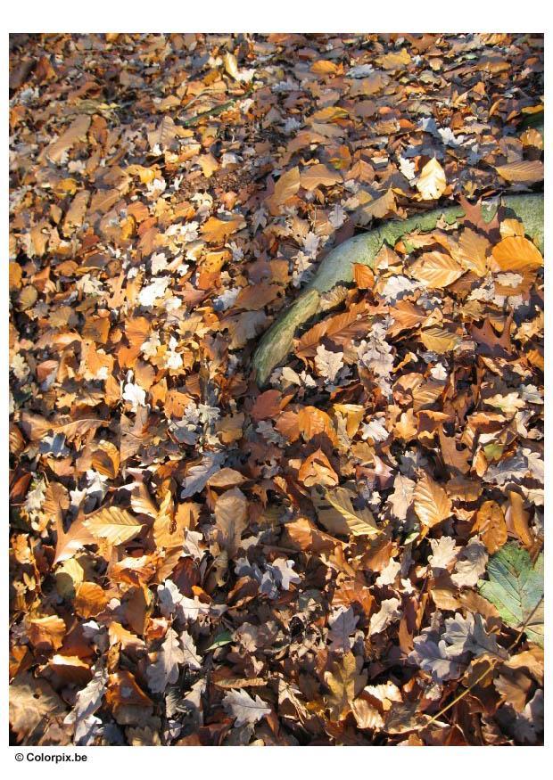 herfstblaadjes Foto herfstblaadjes