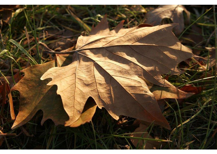 herfstblad Foto herfstblad
