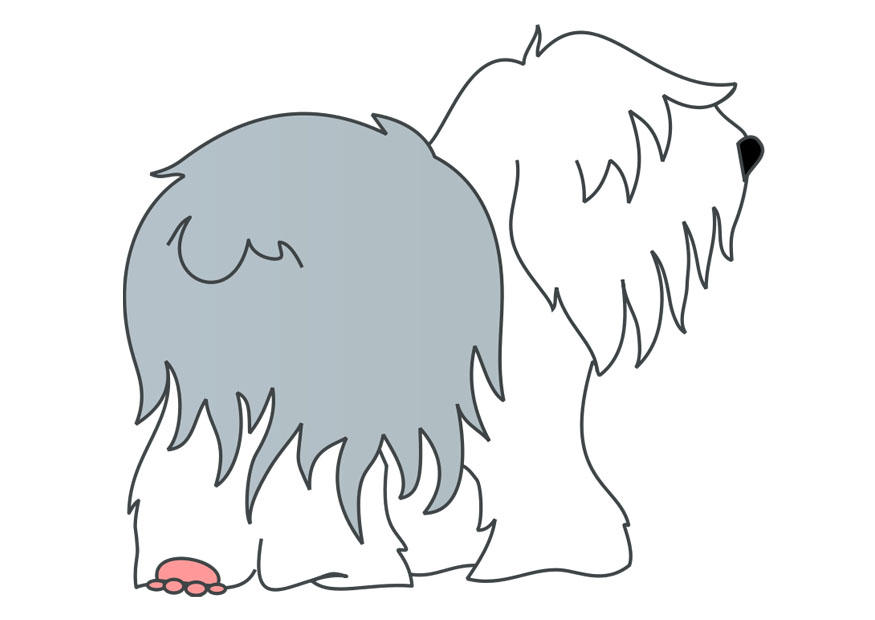 hond - bobtail Afbeelding hond - bobtail