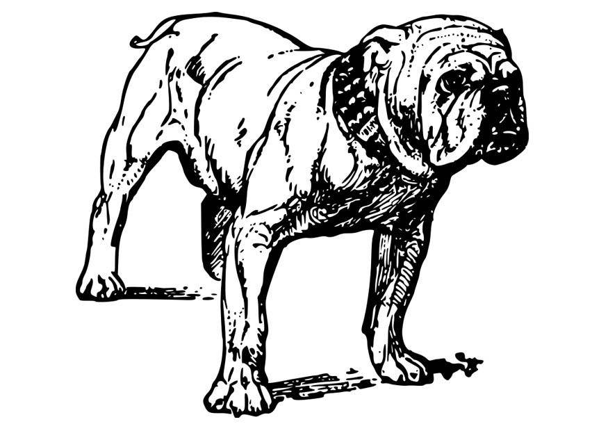 hond - bulldog Kleurplaat hond - bulldog