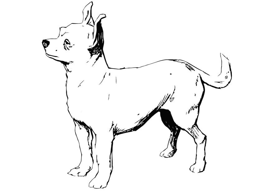 hond - chihuahua Kleurplaat hond - chihuahua