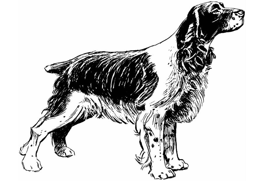 hond - cocker spaniel Kleurplaat hond - cocker spaniel