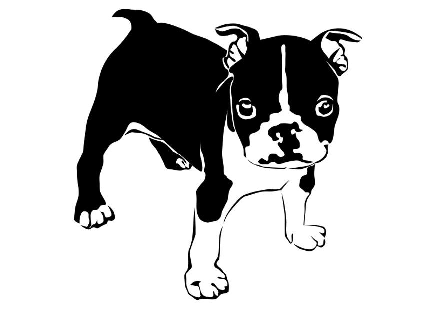 hond - franse bulldog Kleurplaat hond - franse bulldog