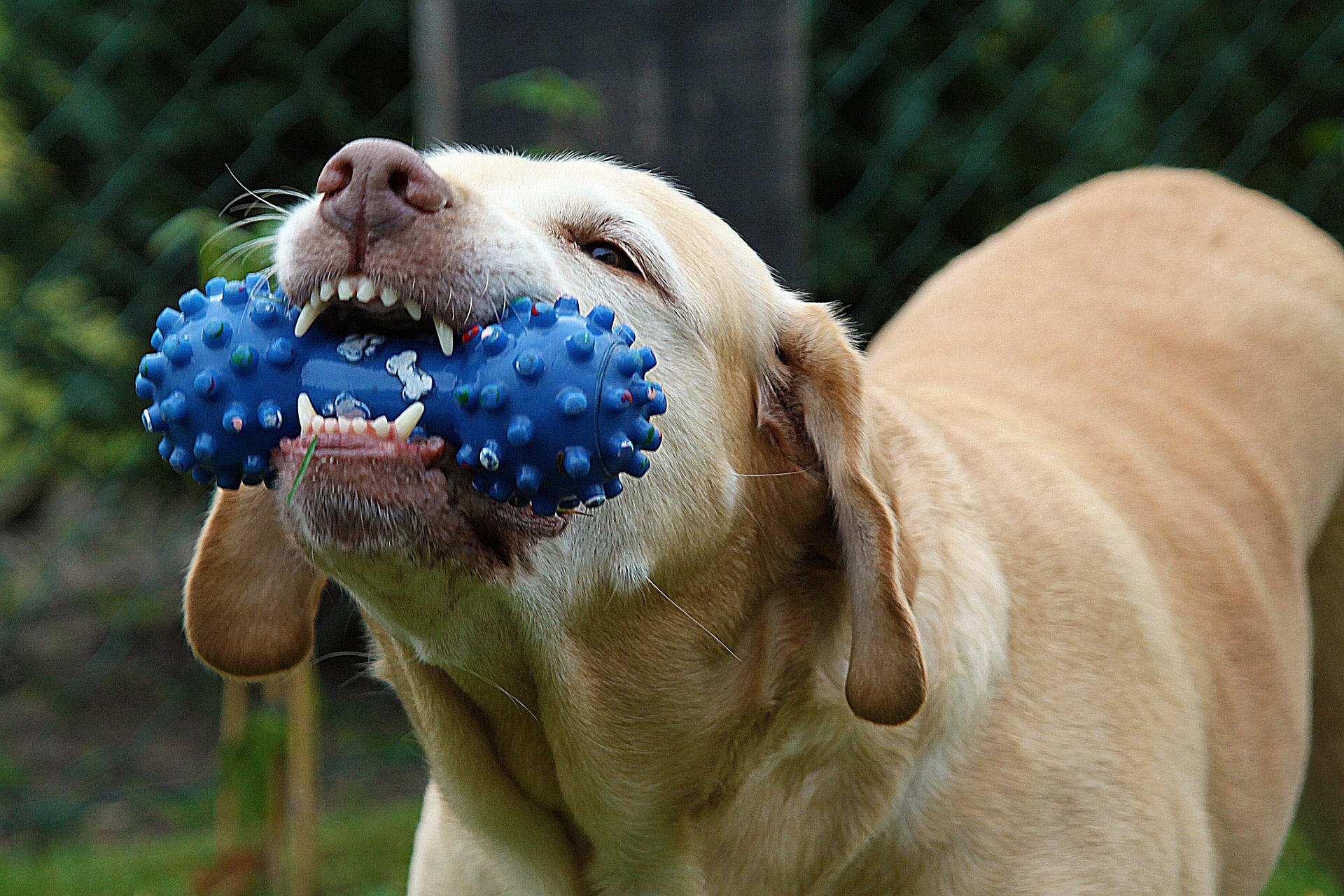 hond met speelgoed Foto hond met speelgoed