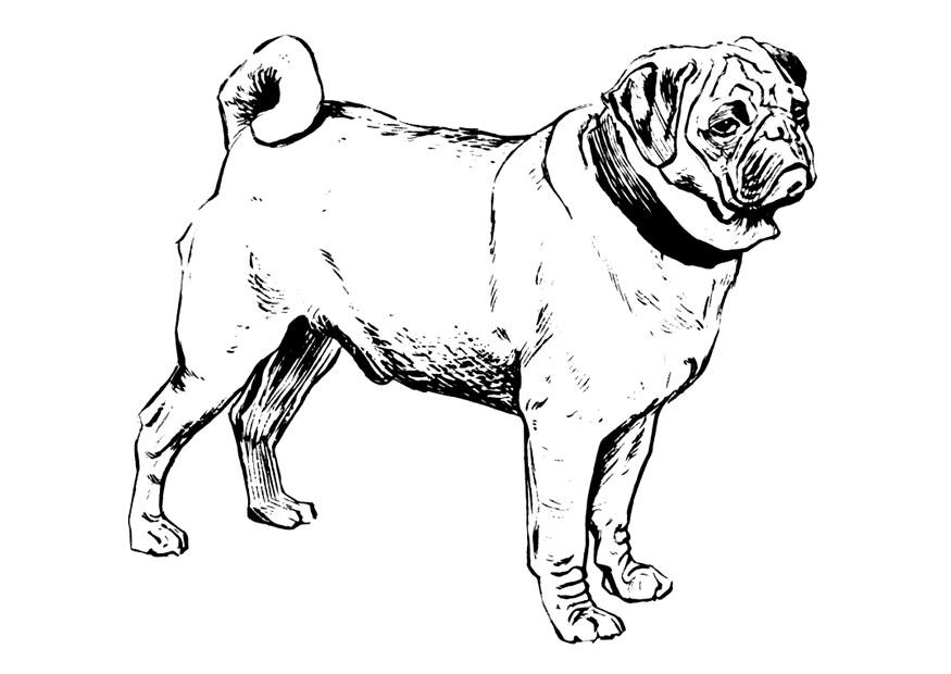 hond - mops Kleurplaat hond - mops