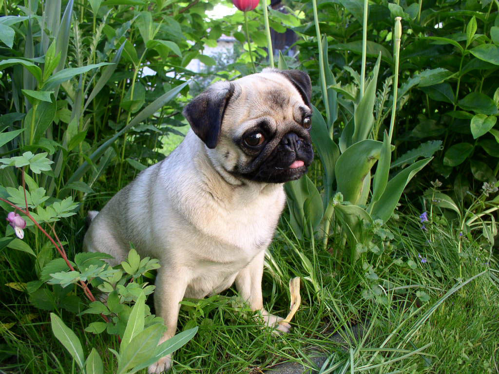hond - mopshond Foto hond - mopshond