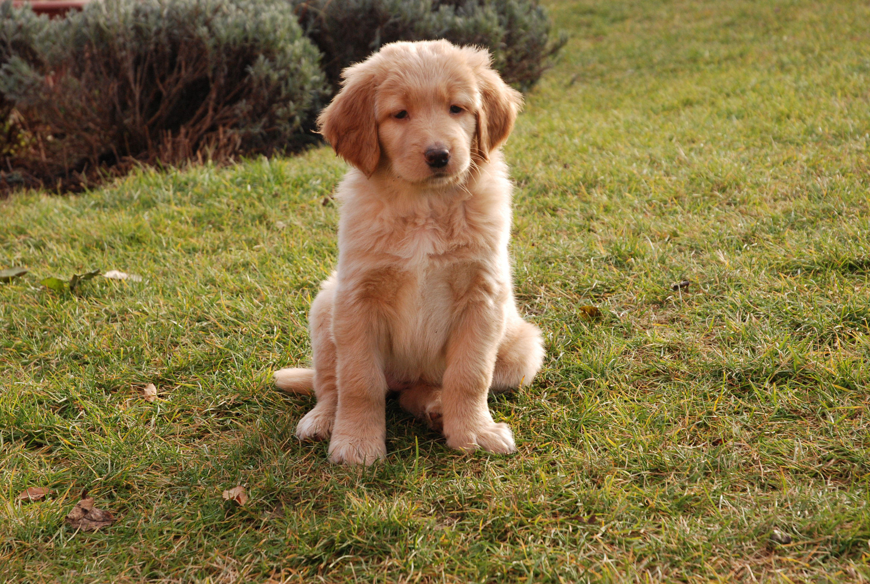 hond - puppy Foto hond - puppy