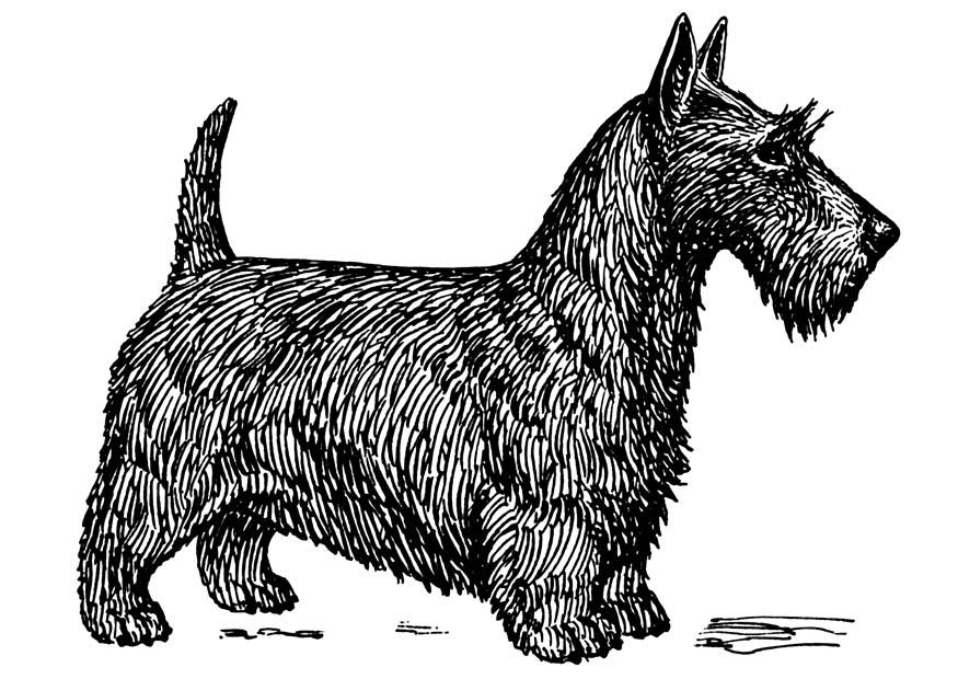 hond - schotse terrier Kleurplaat hond - schotse terrier