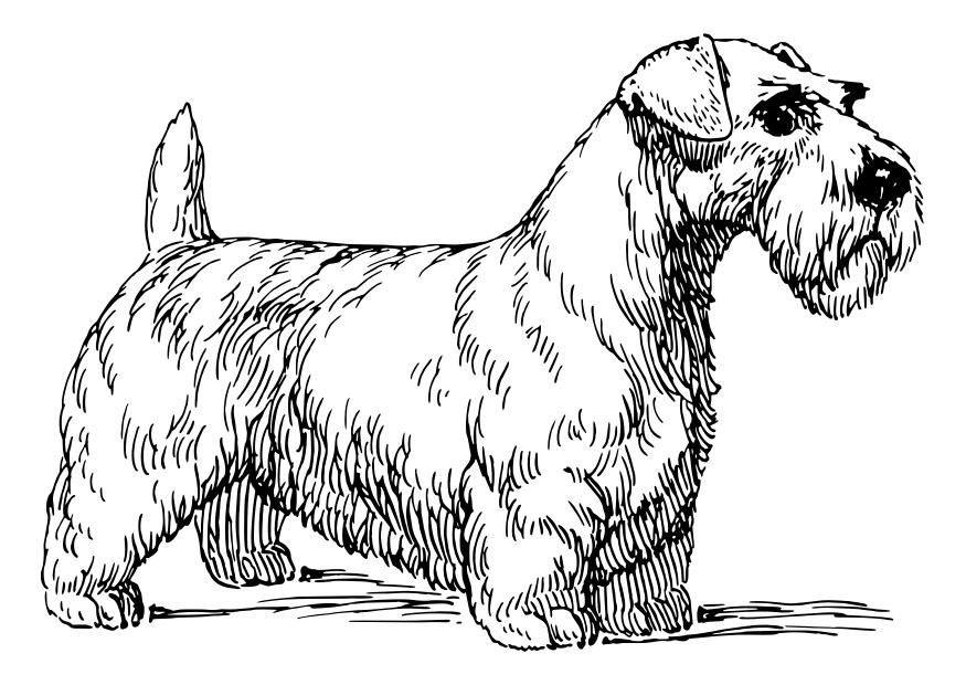 hond - sealyhamterriA«r Kleurplaat hond - sealyhamterriA«r