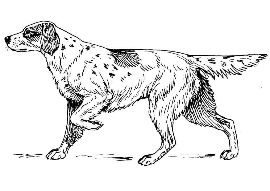 hond - setter Kleurplaat hond - setter