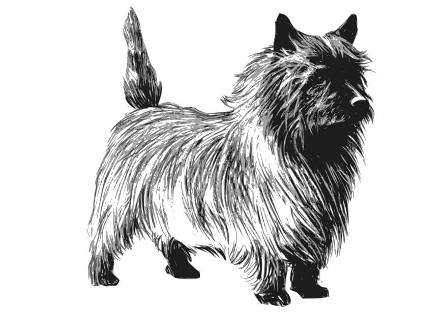 hond - terrier Kleurplaat hond - terrier