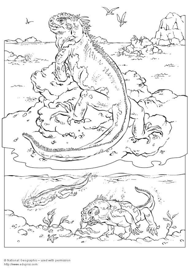 iguana Kleurplaat iguana