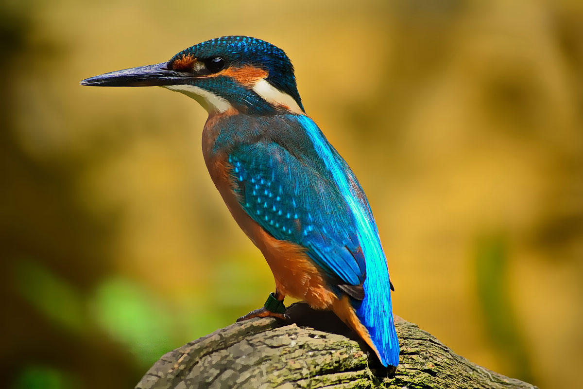 ijsvogel Foto ijsvogel
