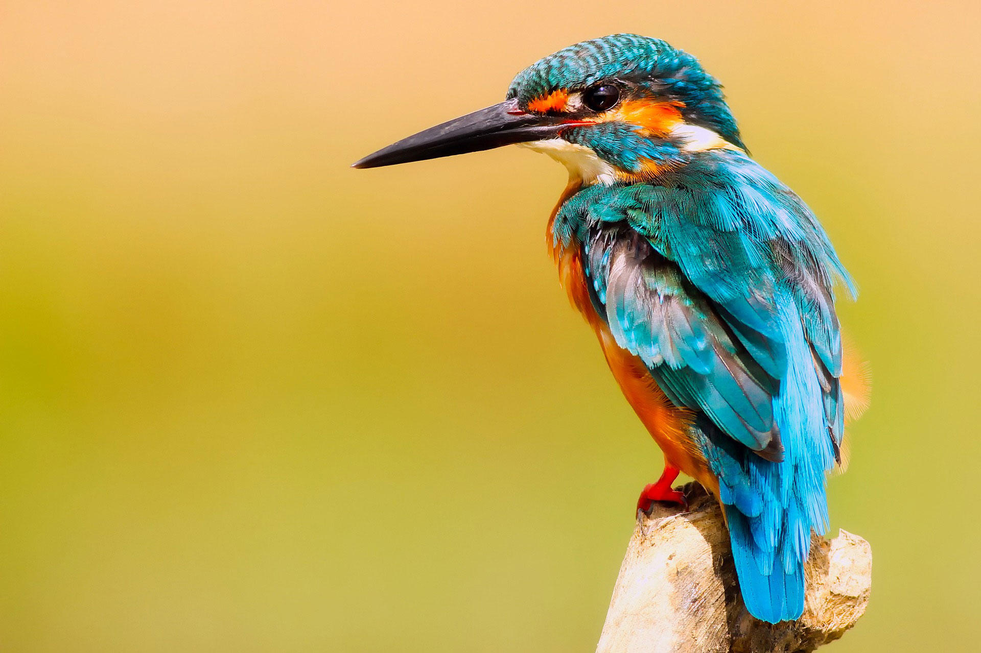 ijsvogel Foto ijsvogel