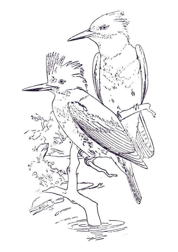 ijsvogel Kleurplaat ijsvogel