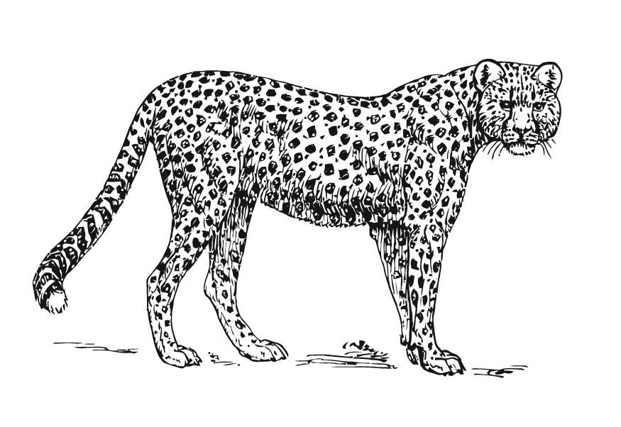 jachtluipaard - cheetah Kleurplaat jachtluipaard - cheetah