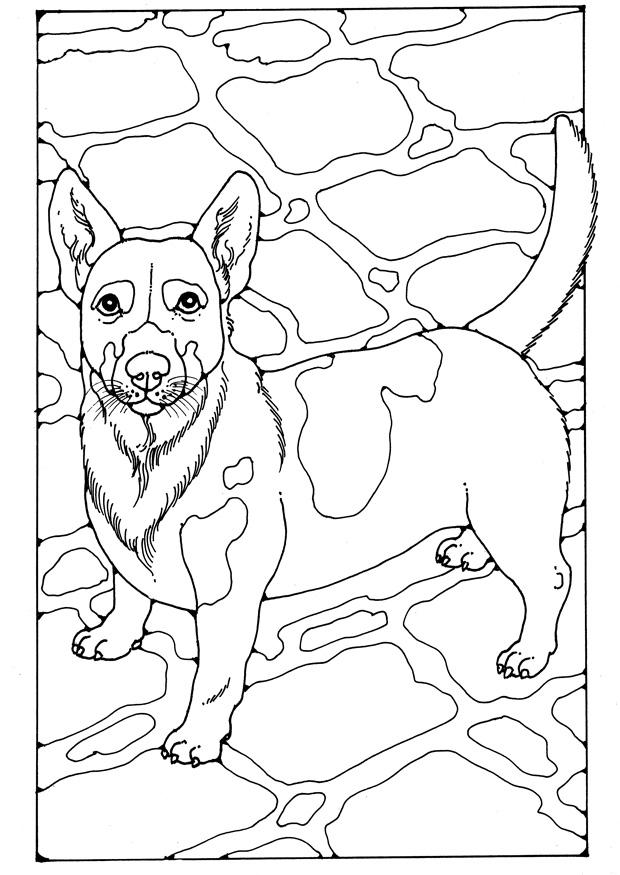 jack russell Kleurplaat jack russell