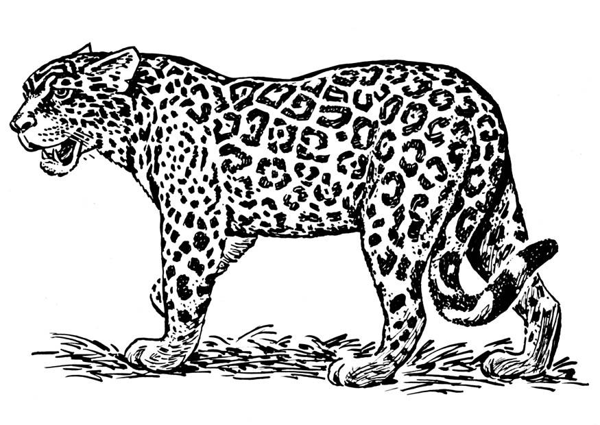 jaguar Kleurplaat jaguar