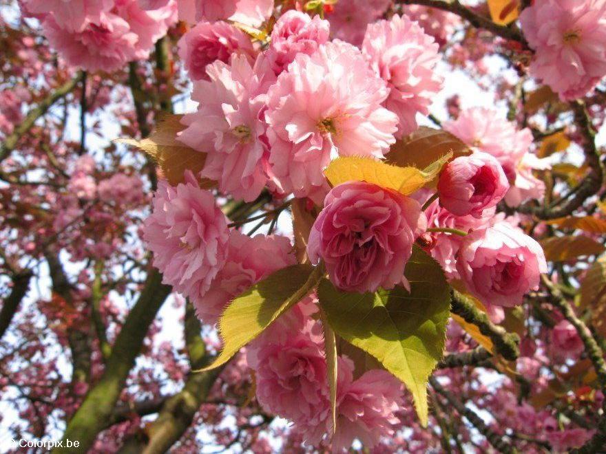 japanse kerselaar Foto japanse kerselaar