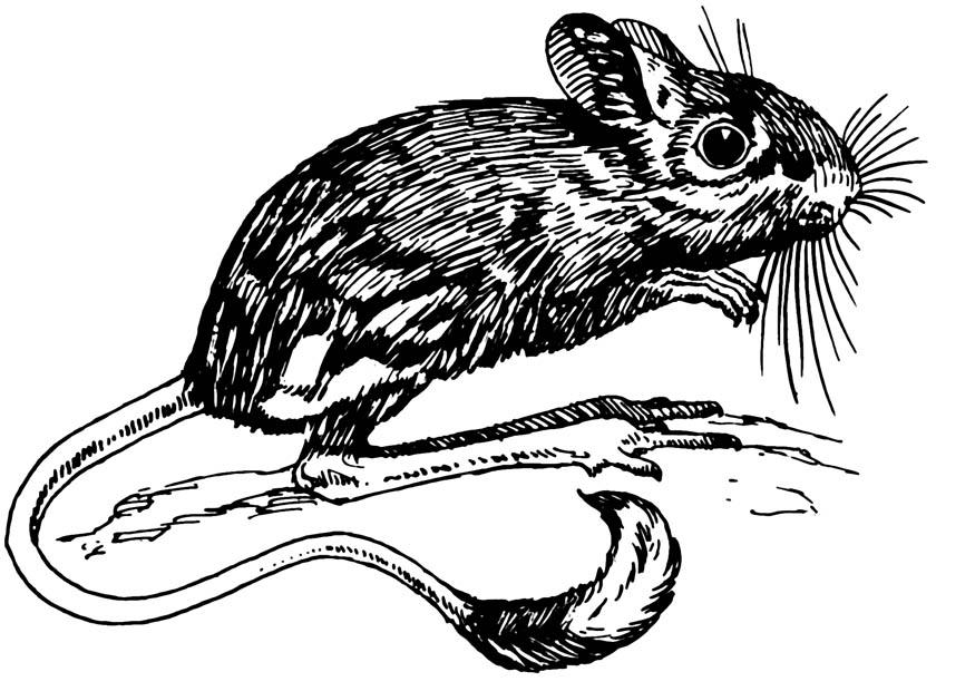 jerboa - springmuis Kleurplaat jerboa - springmuis