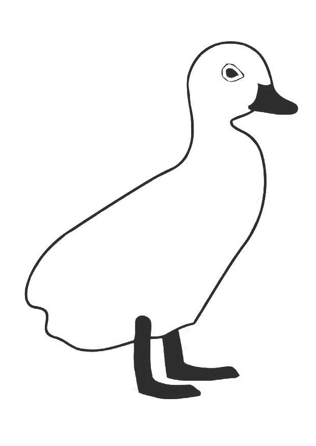 jonge eend Kleurplaat jonge eend
