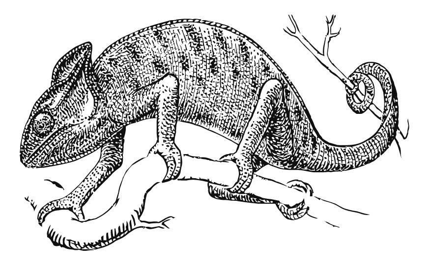 kameleon Kleurplaat kameleon