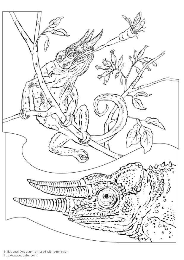 kameleon Kleurplaat kameleon