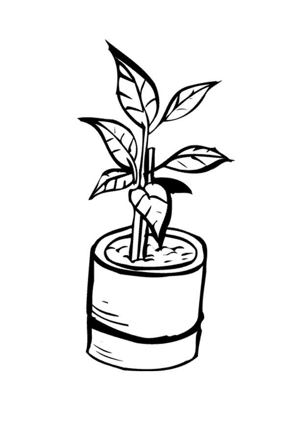 kamerplant Kleurplaat kamerplant
