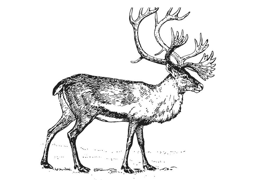 kariboe Kleurplaat kariboe